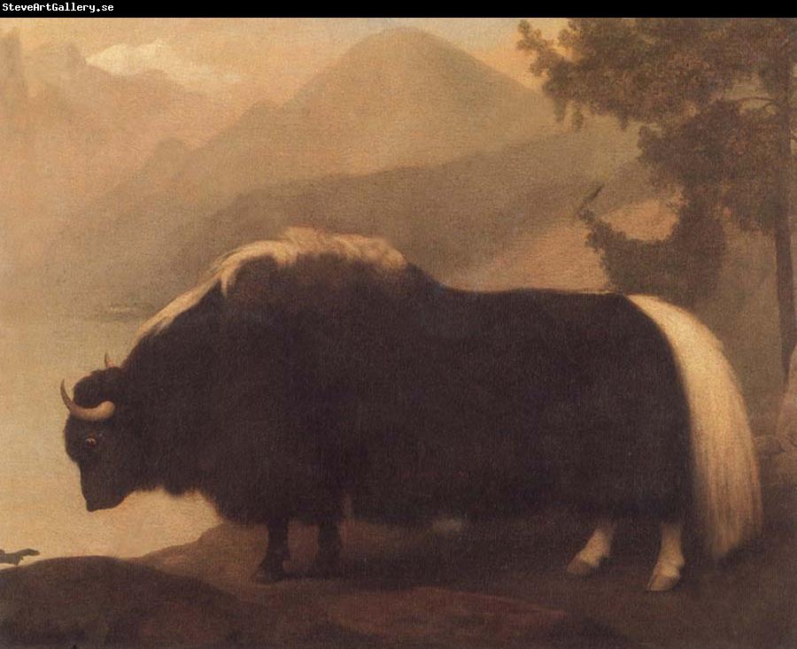 George Stubbs Yak